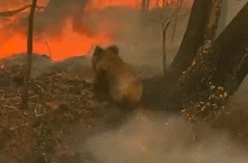 谁说*男猛**和萌猫必须二选一？这次我全都要