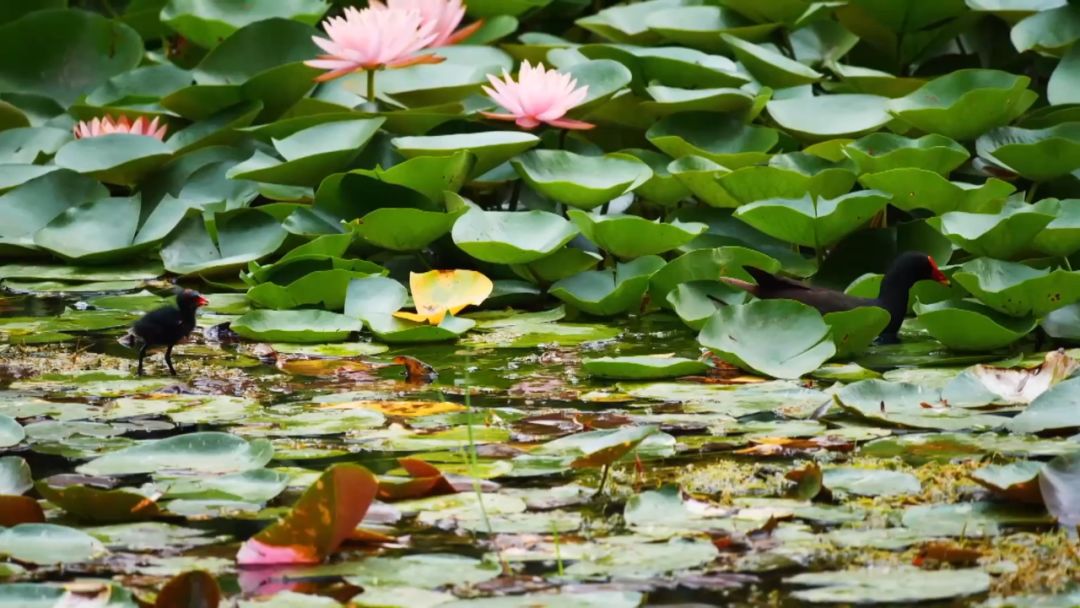 閮戝窞椋為笩瀹跺洯鍥剧墖澶у叏,閮戝窞椋為笩瀹跺洯椋庢櫙