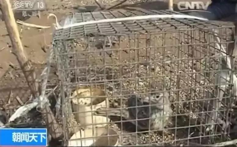 从禾花雀到云雀，又一种鸟快被中国人吃绝种了！