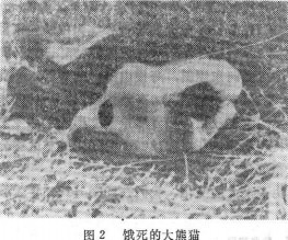 竹子开花必须要马上搬家的原因,竹子开花必定搬家什么意思