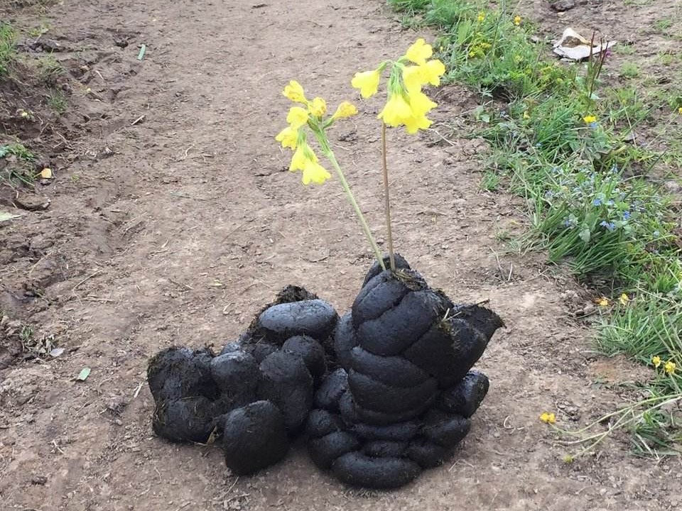 鸡粪牛粪羊粪还有马粪哪个养花好,马粪牛粪鸡粪羊粪各属于哪种肥料