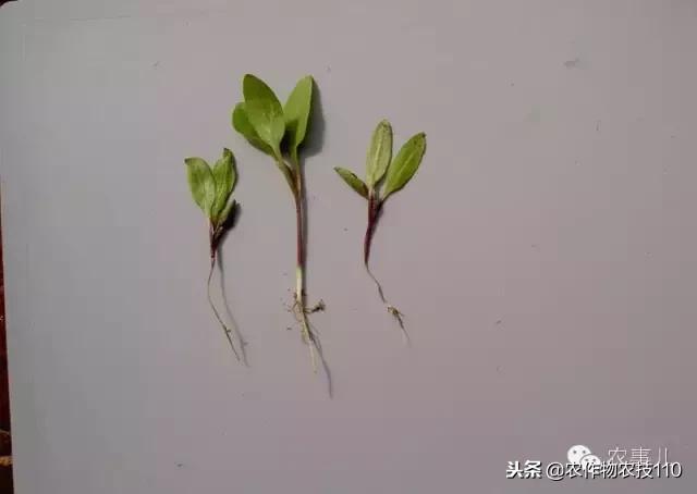 种茄子的六个步骤简短文字,种茄子的基本知识