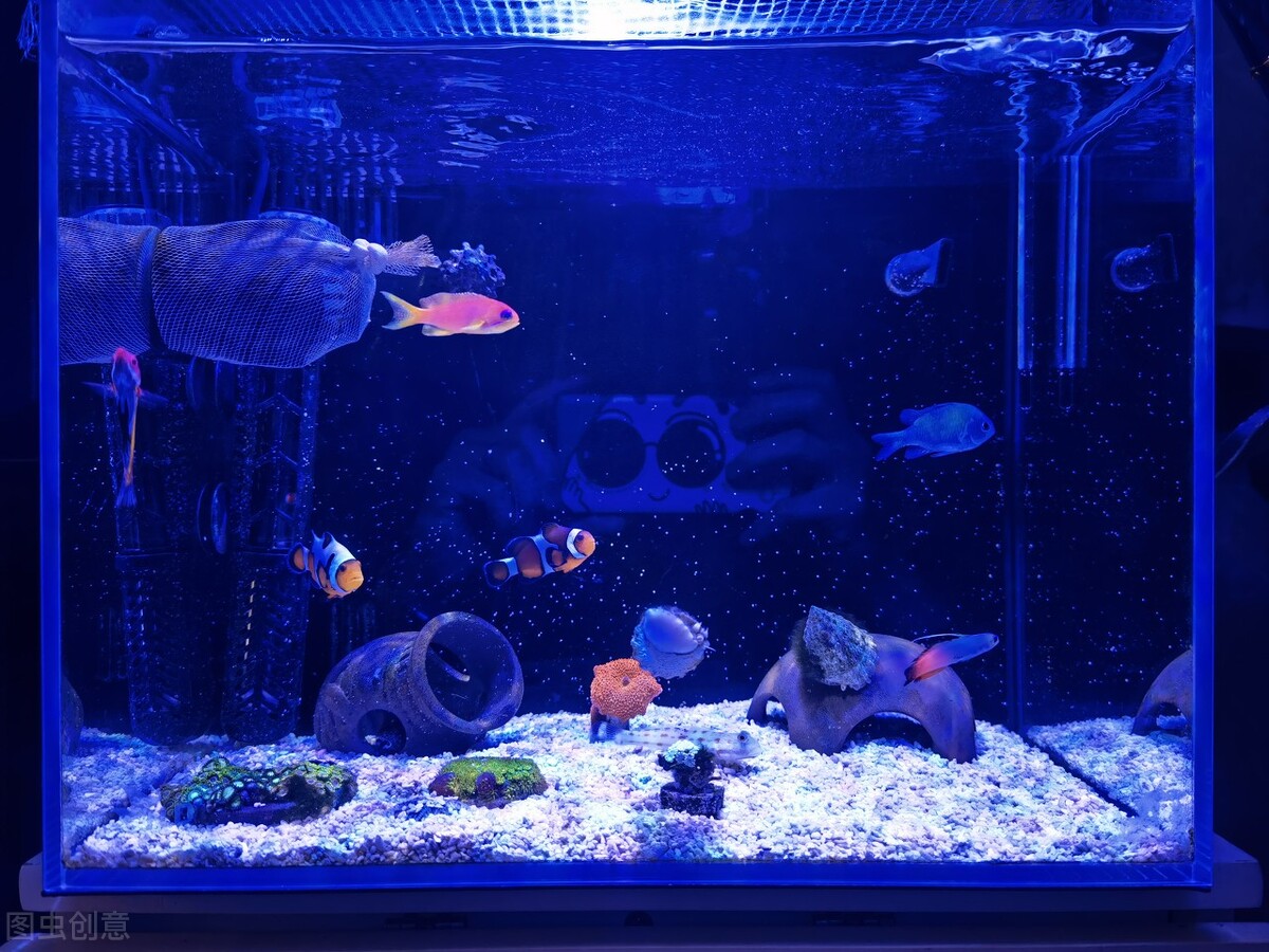 玩海水缸费钱吗,玩海水用什么鱼缸