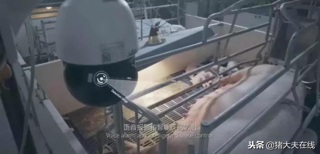 “京东猪”与网易、阿里养的猪有何异同?