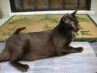 长着胡子的猫咪什么品种,有胡子的猫咪是哪种猫