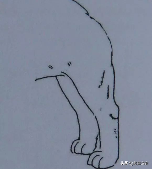 蓝法斗长大后毛色变化,国际认可纯种法斗毛色