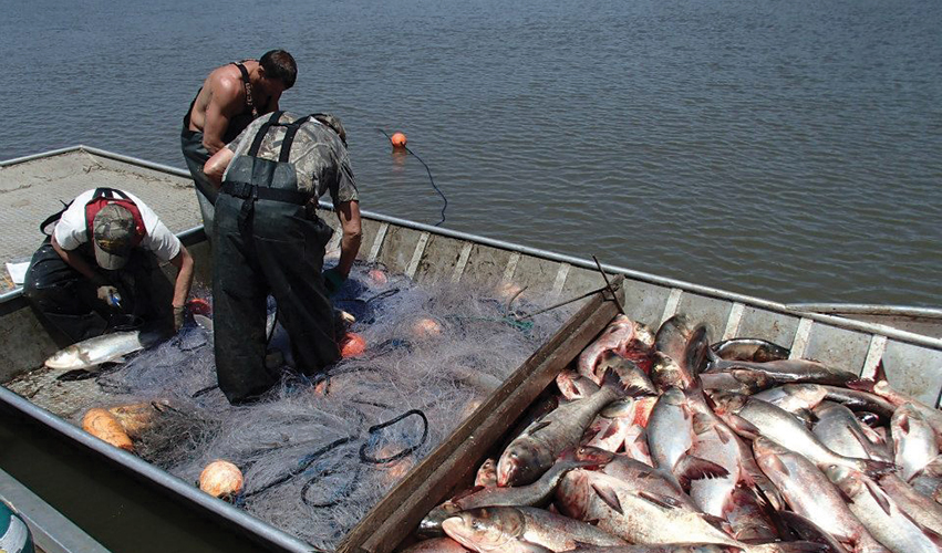四大家鱼为什么没有卵,四大家鱼大量死亡是什么原因