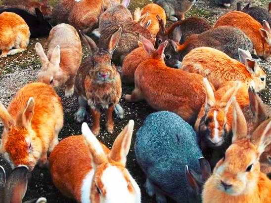 澳洲野兔100亿只最后怎么解决的,澳洲野兔泛滥成灾真相大揭秘