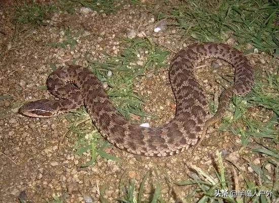 野外生存的知识有哪些,农村常见的蛇类你都认识吗