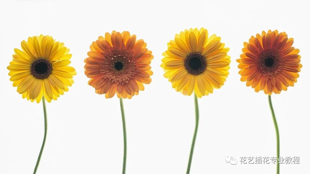 花艺培训班学习花艺设计课程入门,花艺培训师零基础课程入门