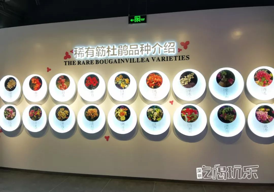 深圳最美簕杜鹃谷公园花海,宝安区花海赏花景点