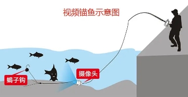 每天百斤鱼获的秘密，牵扯出锚鱼者极力隐藏的“血腥杀戮”