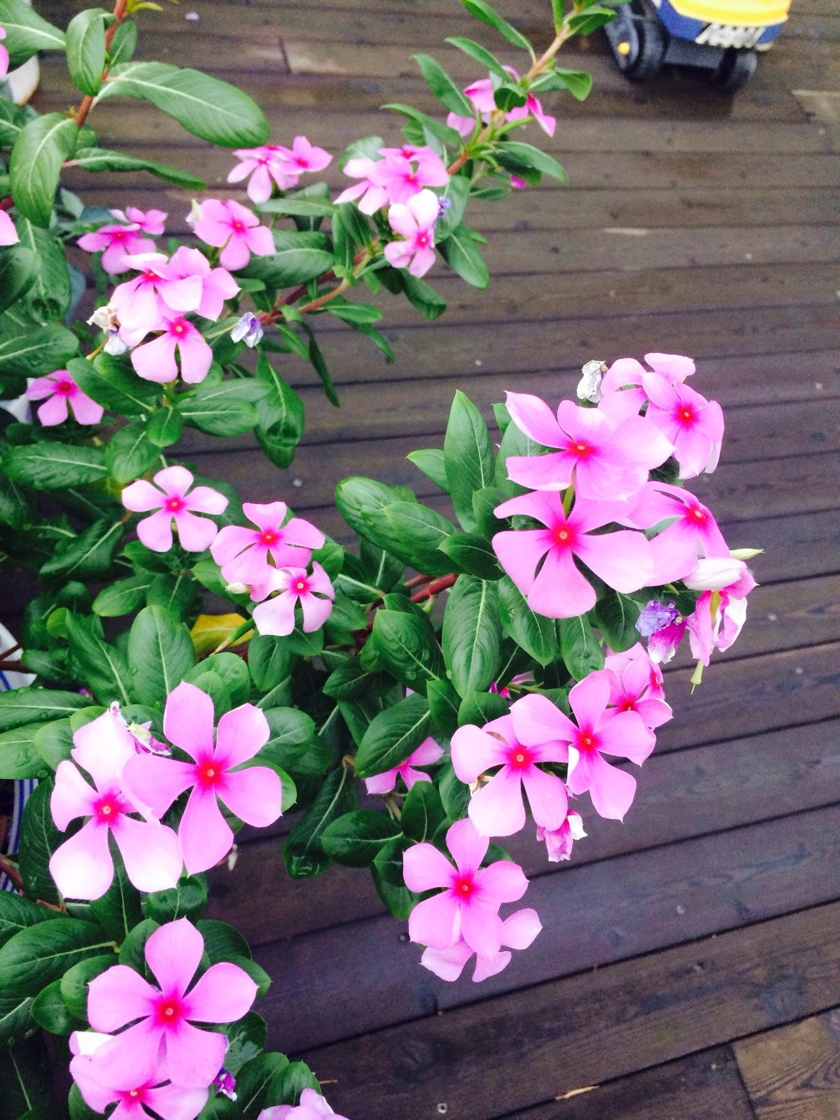 养长春花“讲究”真不少,不说还以为很好养呢?难怪养不好!