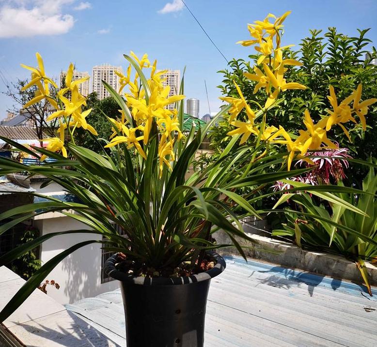 2024年普通天价兰花多少钱一苗,天价兰香多少钱