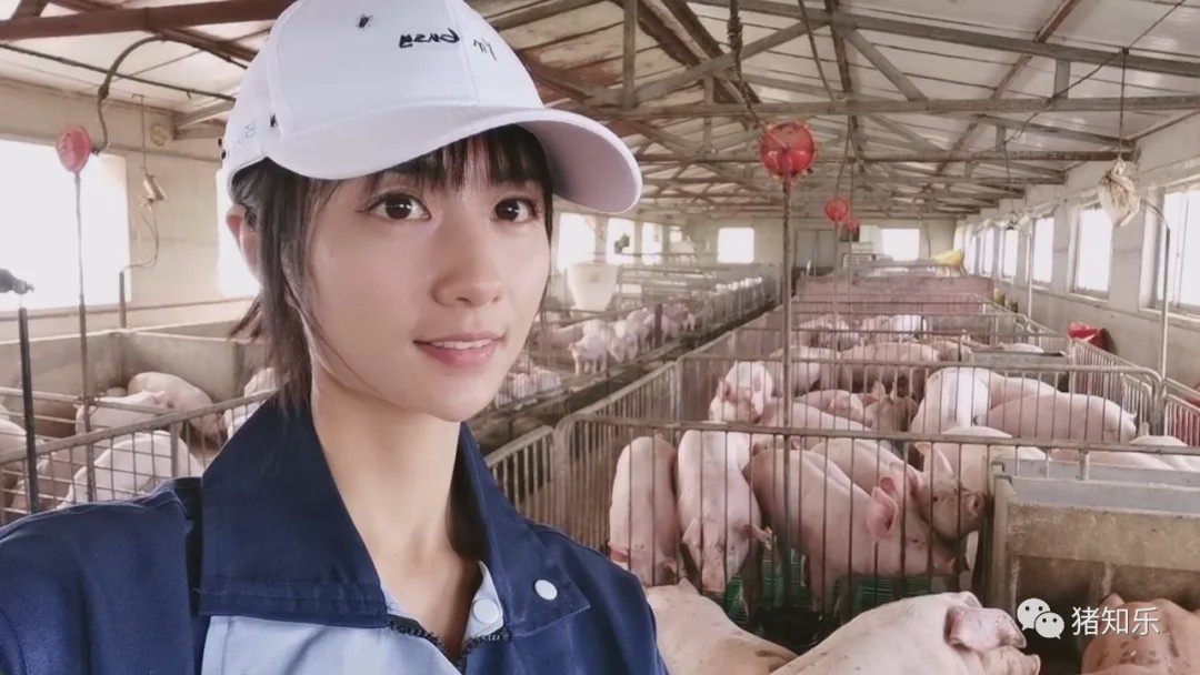 养猪的简单问答,猪易养猪知识大讲堂