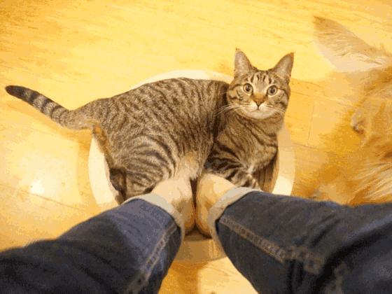 看到自家猫心情都会很好,这样的猫你会想养一只吗