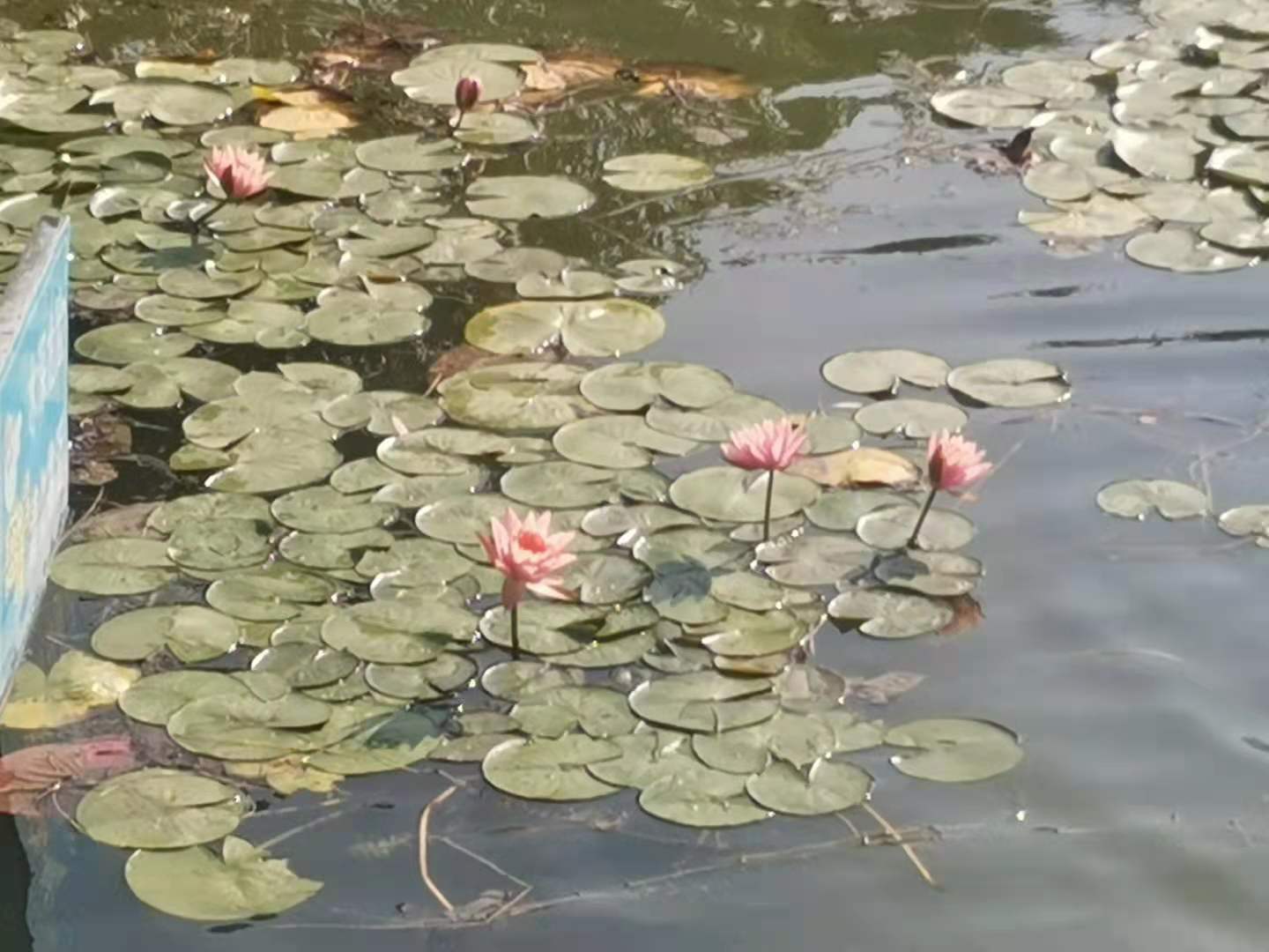 青岛城阳世纪公园,青岛世纪公园在哪