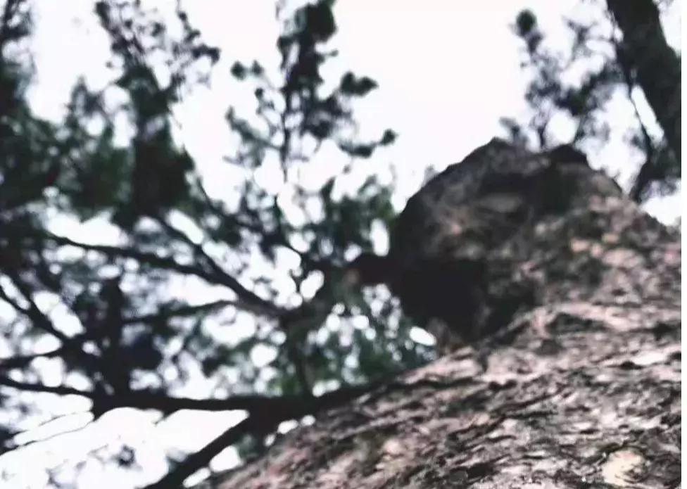 明十三陵康陵历史厚重感,探访明十三陵未开放的陵墓