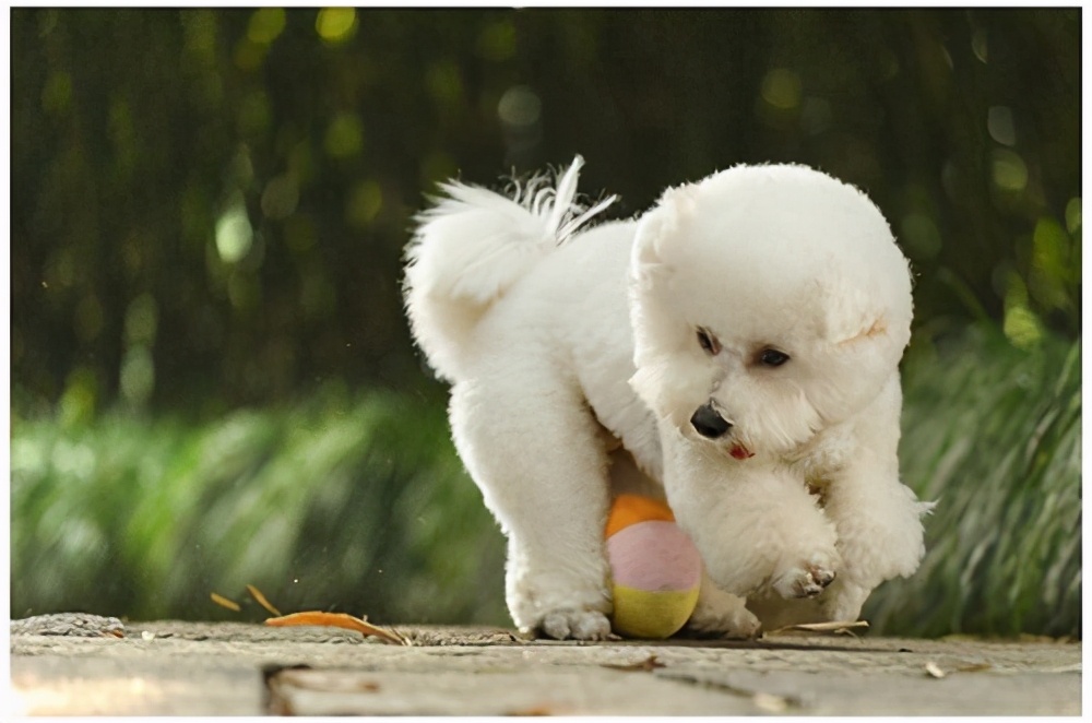 狗狗尿后有几滴血,狗狗尿尿的时候有血迹