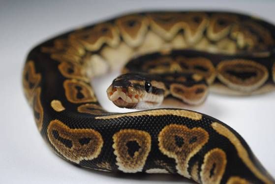 携带埃博拉病毒的动物,携带病毒最多的动物