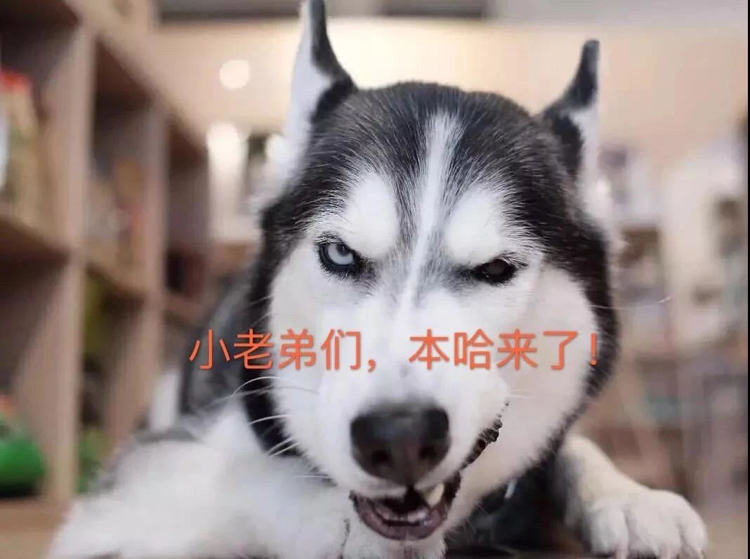 哈士奇无处安放的灵魂,哈士奇只想做个安静的美男子