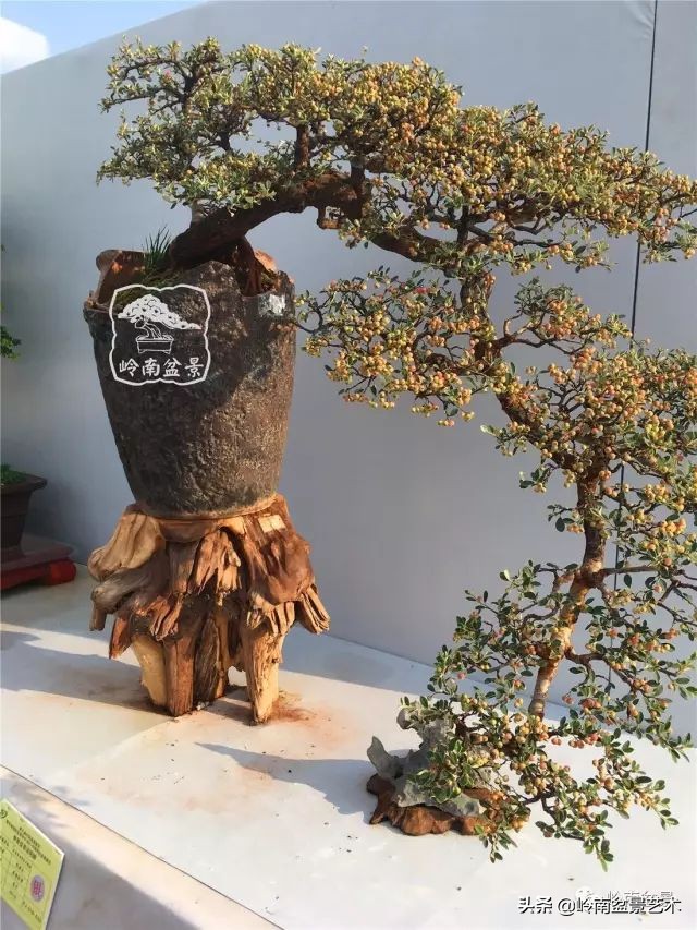 文人杂木盆景精品欣赏,可以做盆景的杂木图片大全