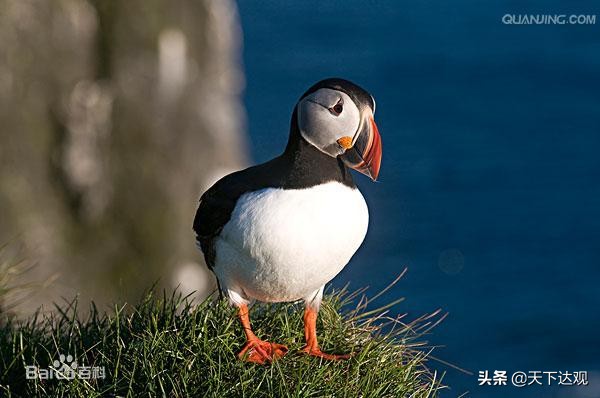 冰岛｜北大西洋中的一个岛国，人口约为34万，首都是雷克雅未克