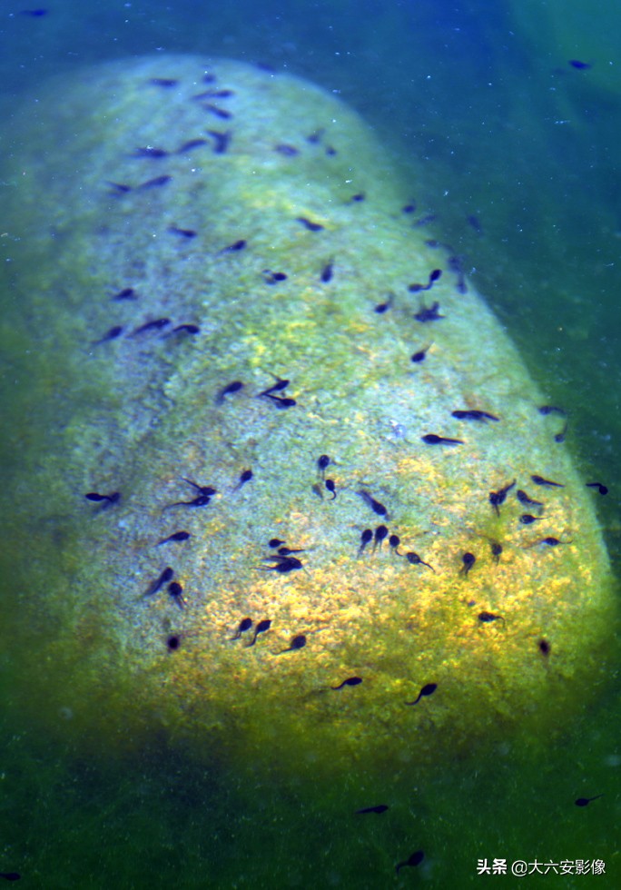 惊蛰到万物生儿歌,惊蛰到春雷响大地万物齐生长儿歌