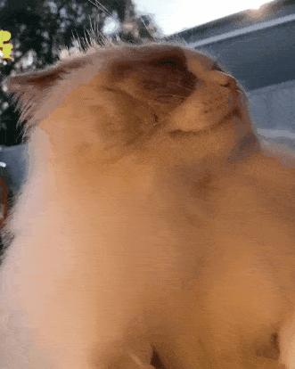 搞笑gif妹子的内心是崩溃的,搞笑gif妹子原来是个逗比