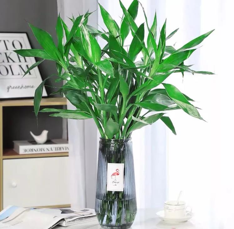 可以水培不需要光的植物,能水培就别土培