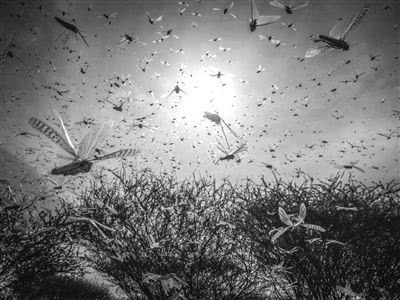 最让人害怕的昆虫,大自然最可怕的动物