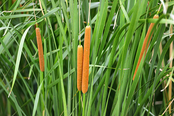 水蜡烛草如何除掉,水蜡烛用什么除草剂能除掉