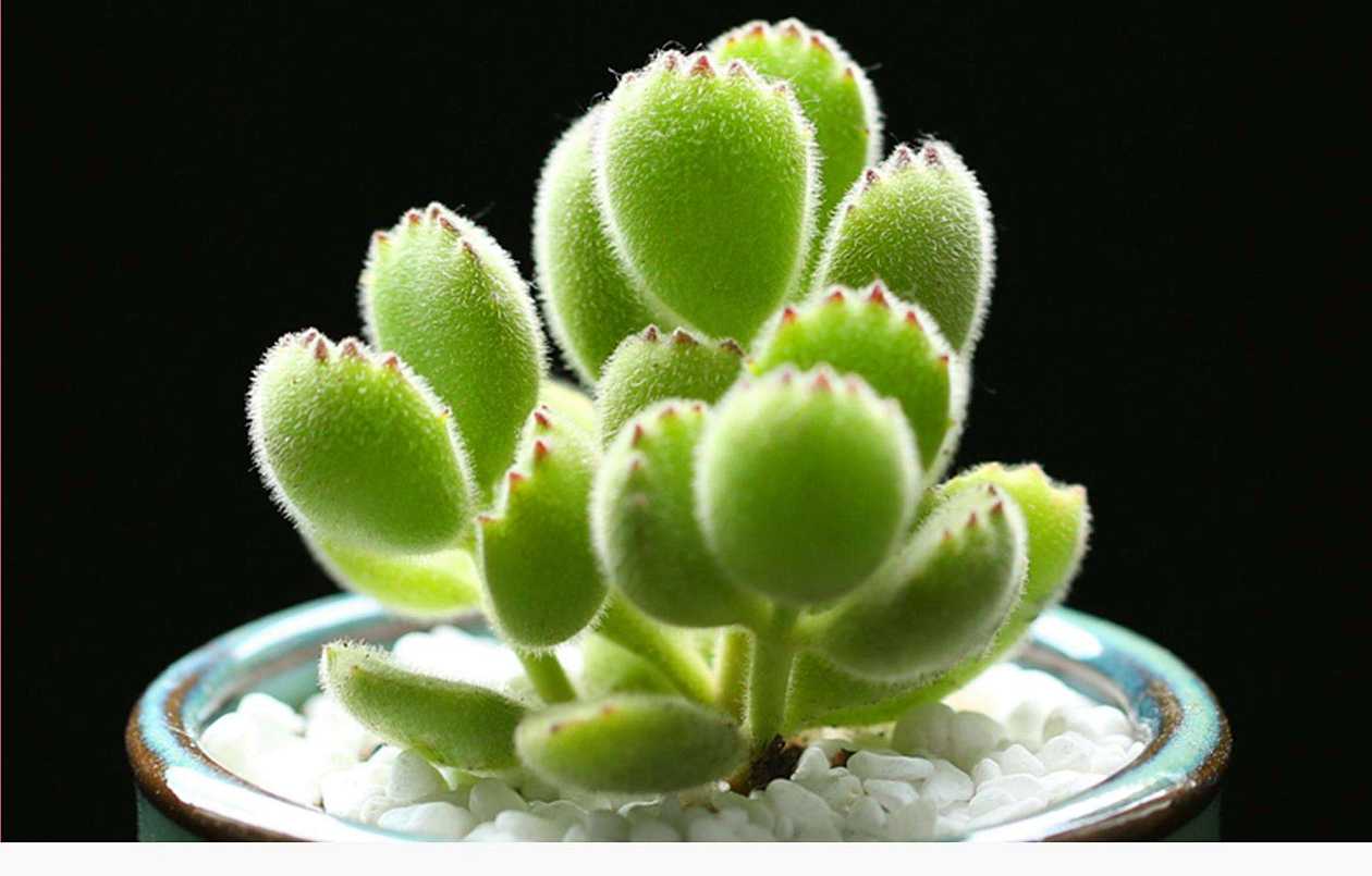 多肉熊童子爪子变异了咋回事,多肉熊童子有烂的要剪掉吗