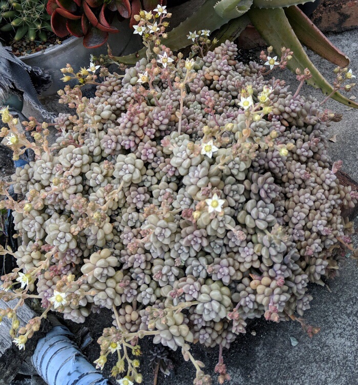 姬秋丽多肉怎么分枝移栽,多肉姬秋丽徒长了怎么办