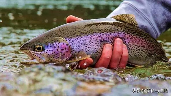 日料三文鱼是虹鳟鱼吗,国内日料店的三文鱼是虹鳟吗