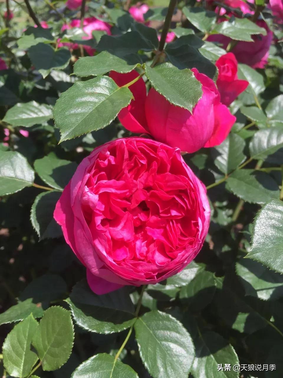 唤作「蔻丹」的月季,应该有怎样的风情?