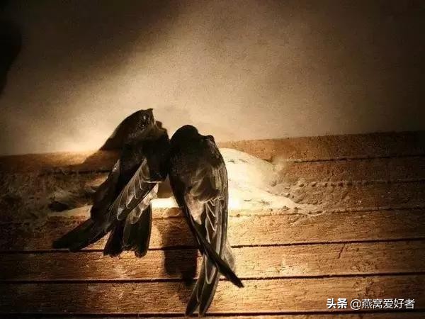 燕窝常识大全讲解,燕窝的100个基础知识