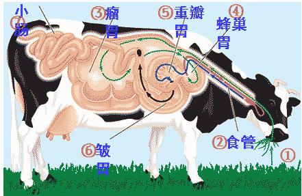 肉牛消化能和代谢能的关系,肉牛生长阶段的营养需求