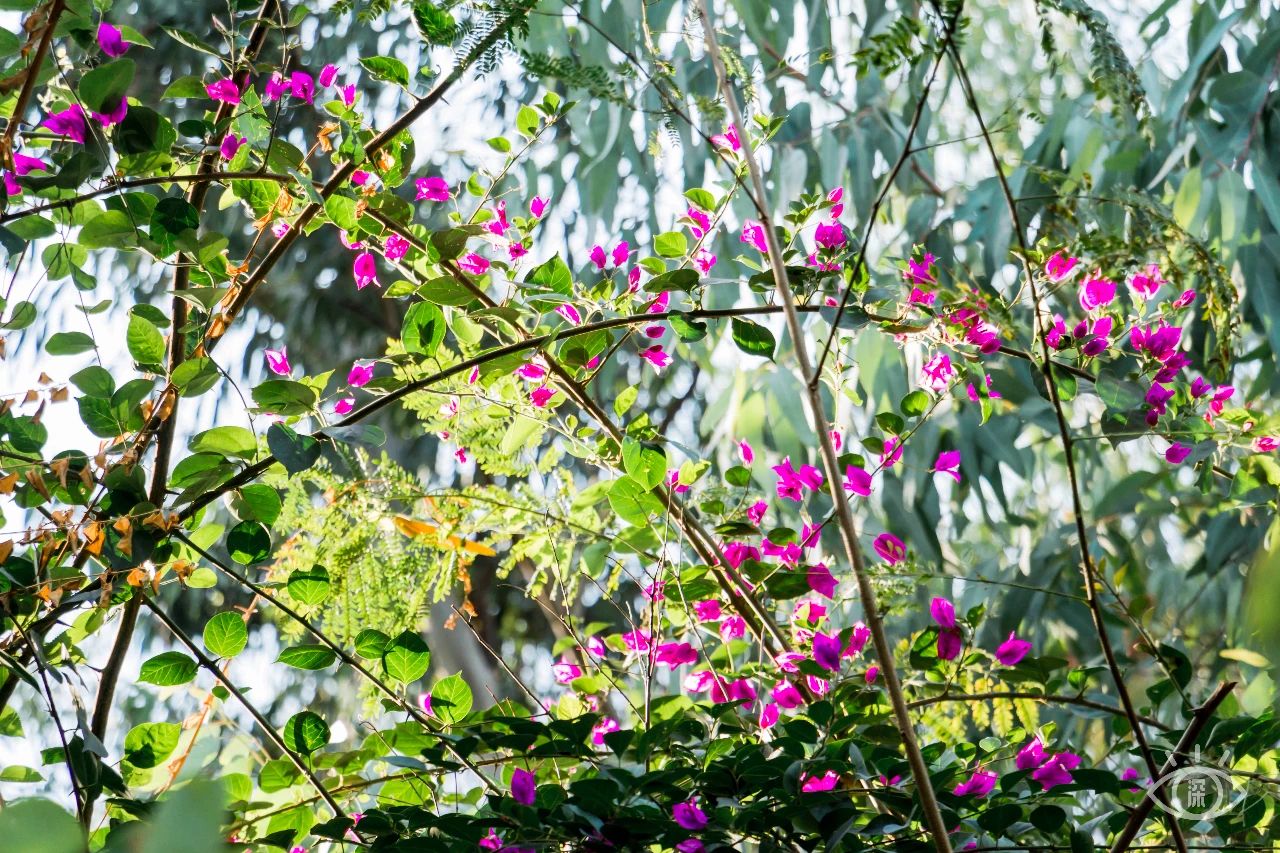 深圳各区最美的地方,深圳6个绝美地方