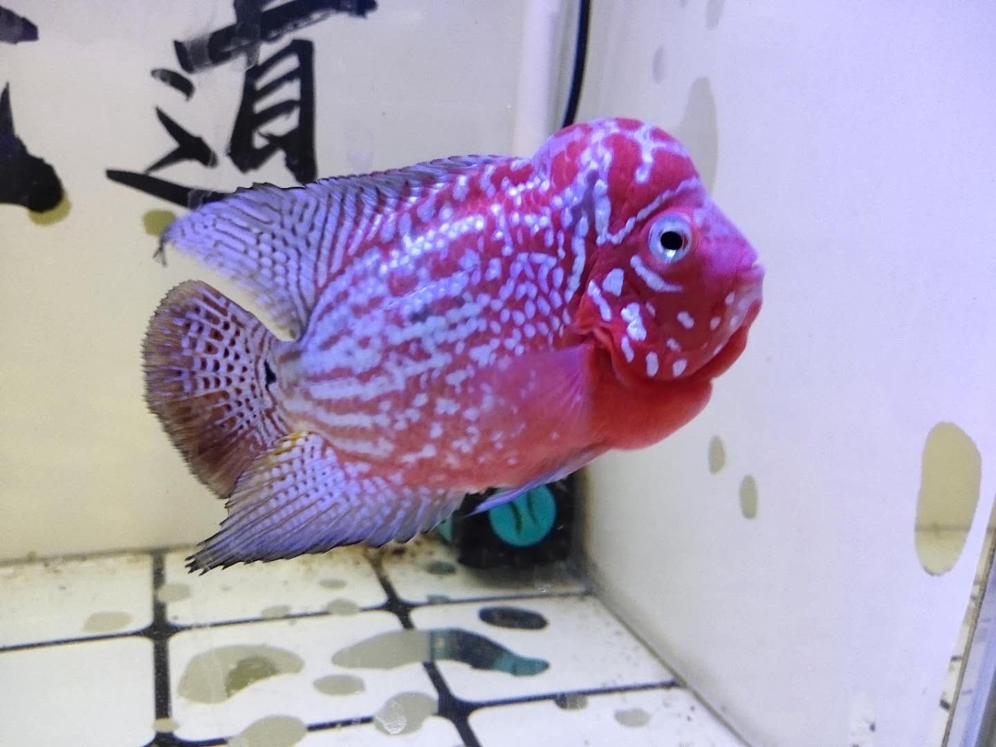 为什么罗汉鱼越来越小,罗汉鱼能活几年