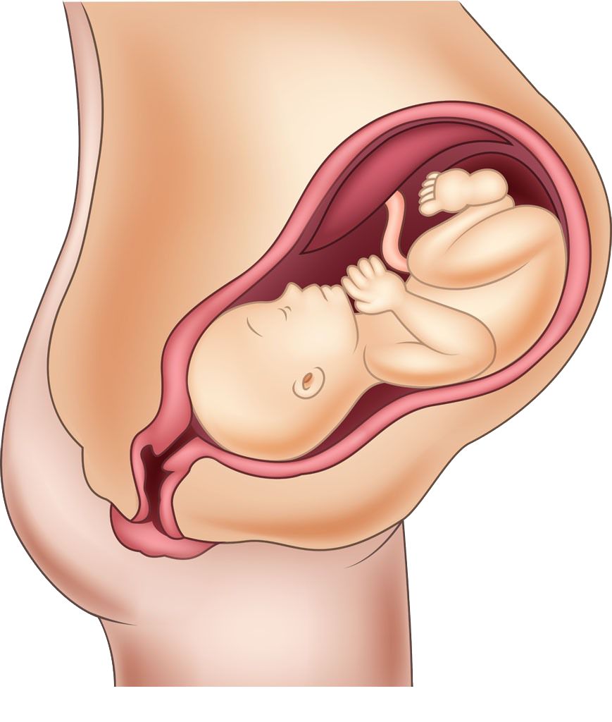 宝宝肠道内有哪些益生菌,宝宝肠道菌群定植