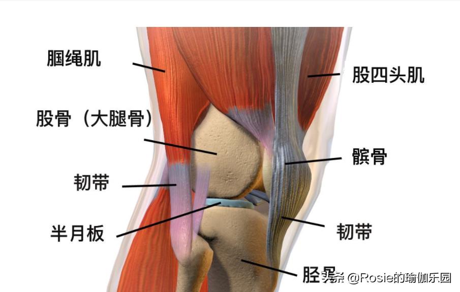盘坐后腿疼,盘膝坐后直立起来腿痛