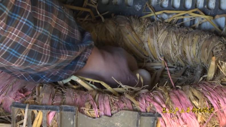 林下养鸡啄开致富路,林下养鸡致富带动贫困户