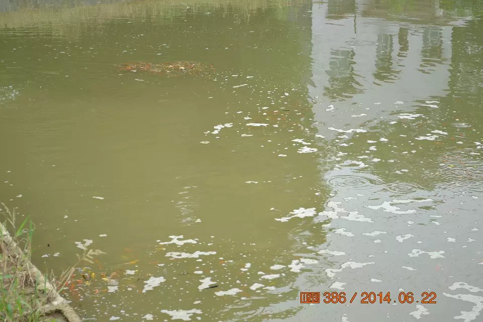 怎么判断锦鲤鱼苗是否生病了,怎么判断锦鲤是不是要产卵了