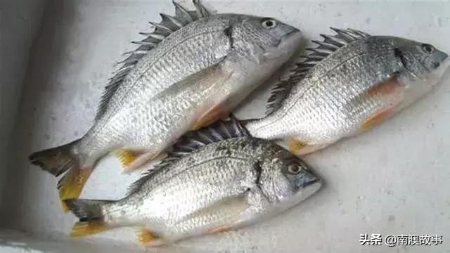 南澳渔民出海最常见的50种海鱼，都吃过，你就能退休了！