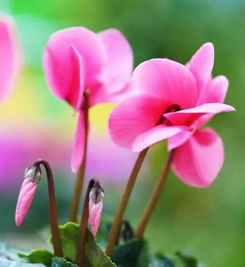 拍摄花的花语,100种摄影基础美学