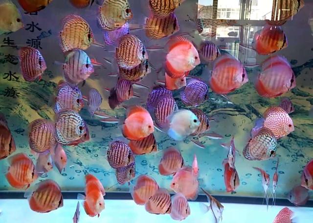 80*45*45的鱼缸需要多少生化滤材,500克生化滤材放50*40的缸里多吗