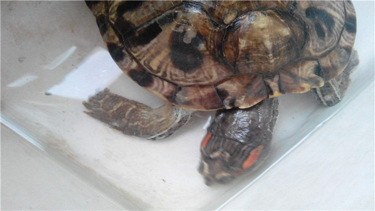 乌龟可以多久不进食,新买回来的乌龟不进食怎么办