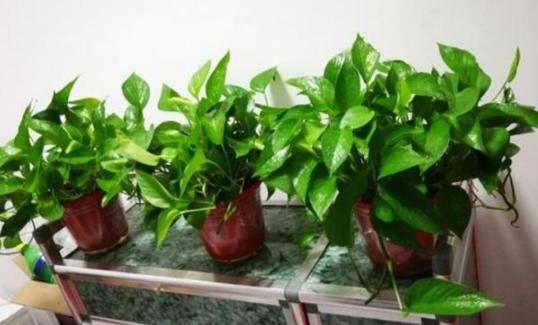 盆栽土太湿总是不干怎么办,盆栽土很硬结块怎么回事