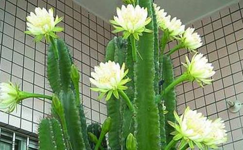 家养了一盆金钱树好看又招财,养在家里可以带来好运的花